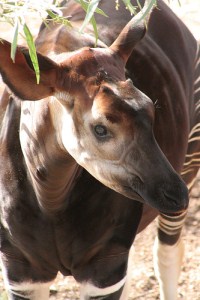 okapi